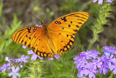Gulf Fritillary Butterfly
